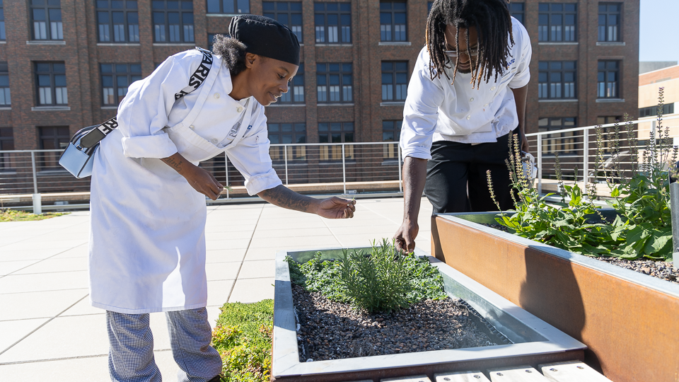 Students picking herbs 