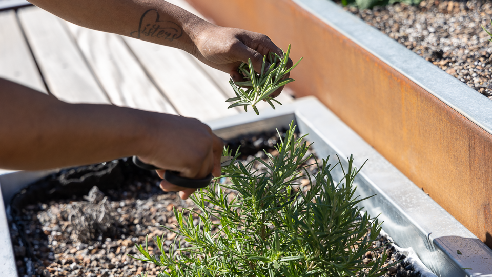 Student trimming herb plant